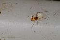 Theridion_ZZ630_D7869_Z_88_North Stradbroke island_Australie